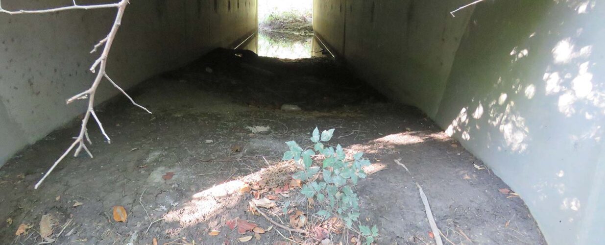 view under bridge Pflugerville